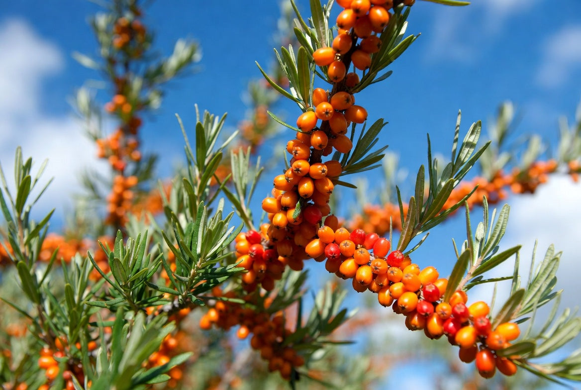 Growing Sea Buckthorn: Complete Step-by-Step Guide to Successful Cultivation